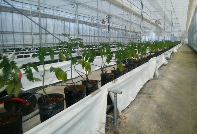 ミニトマト栽培施設