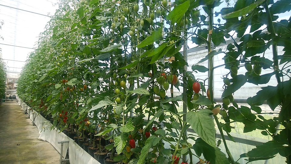 ミニトマト栽培施設4