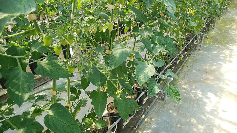 ミニトマト栽培施設3