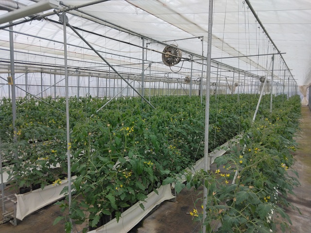 ミニトマト栽培施設5