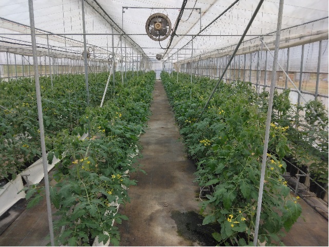 ミニトマト栽培施設5